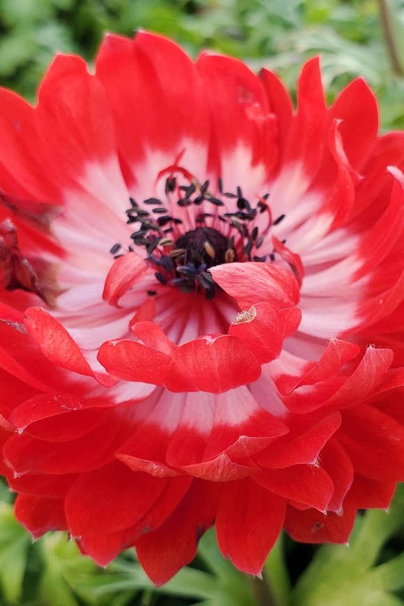 Anemone coronaria Governor