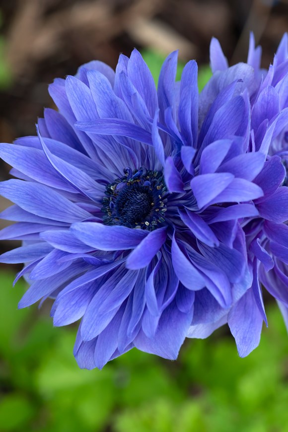 Anemone coronaria Lord Lieutenant