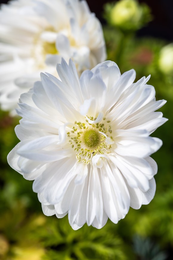Anemone coronaria Mount Everest