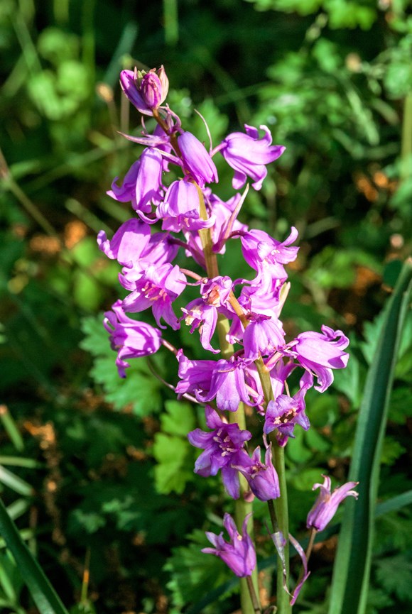 Hyacinthoides hispanica Rose Queen