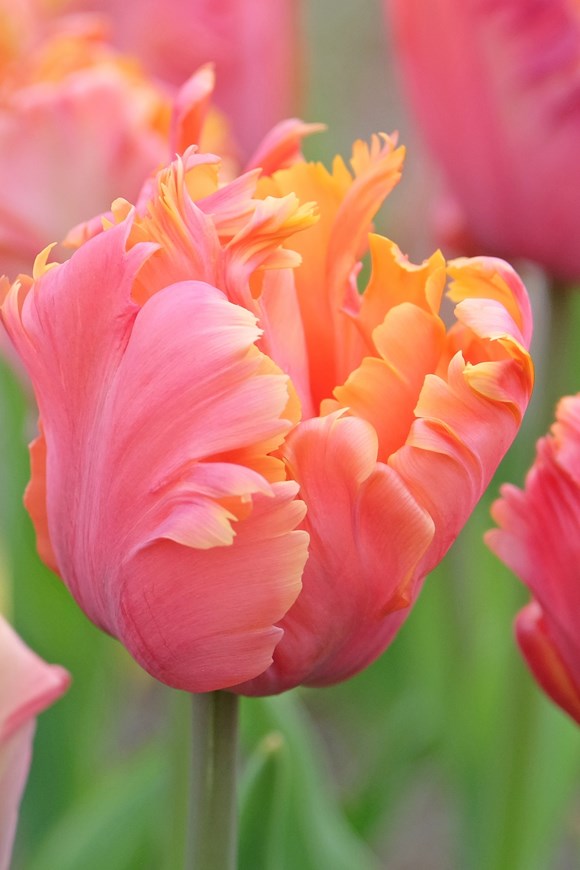 Tulipa Amazing Parrot