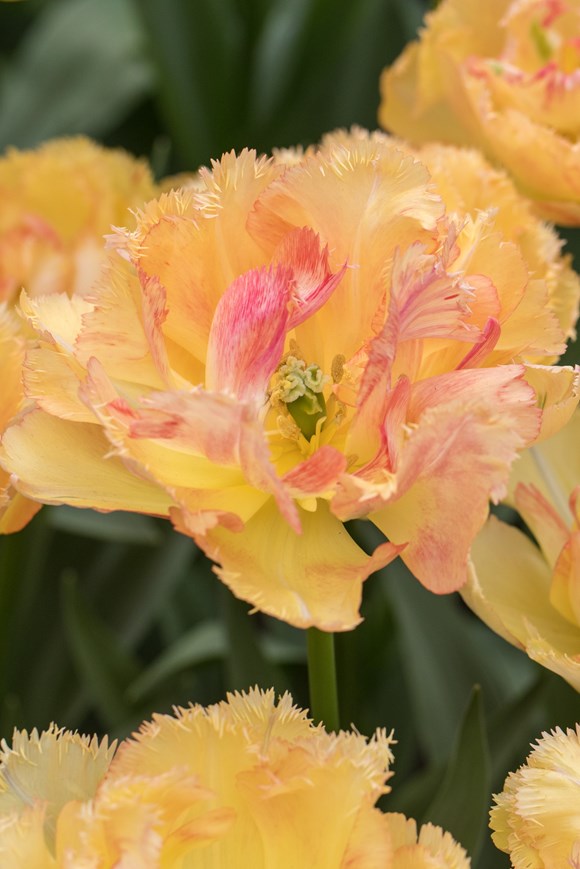 Tulipa Vaya Con Dios