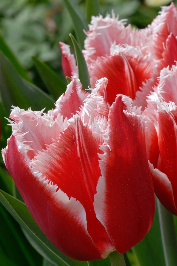 Tulipa Canasta