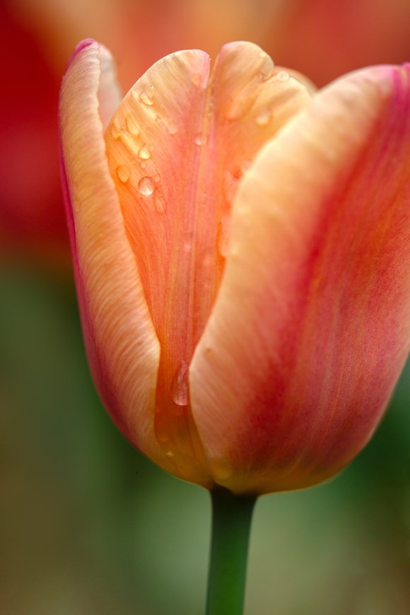 Tulipa Apricot Foxx