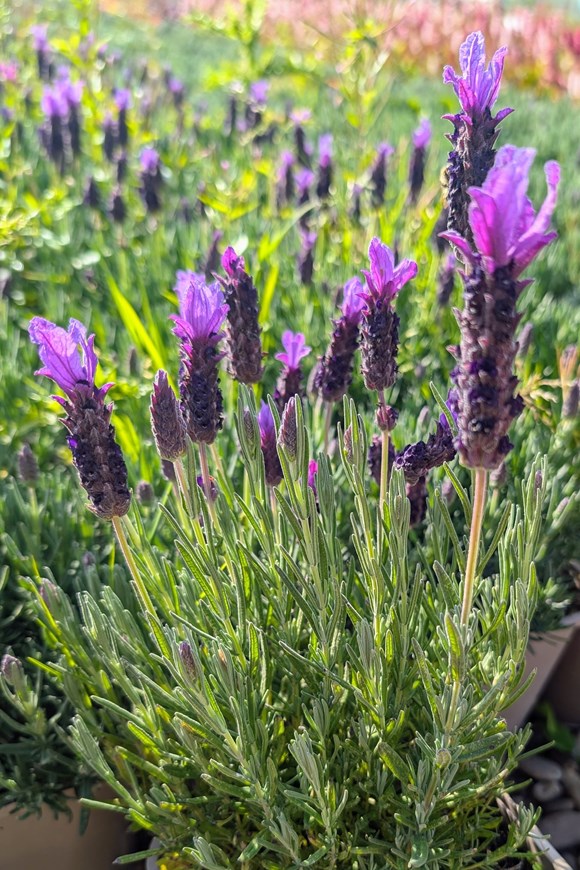 Lavandula Javelin Deep Purple