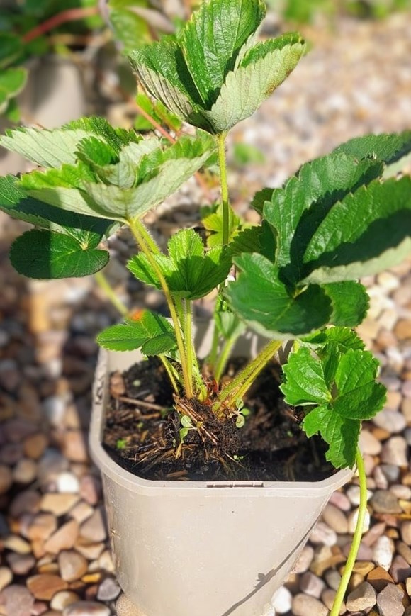 Strawberry 'Allegro' 2ltr