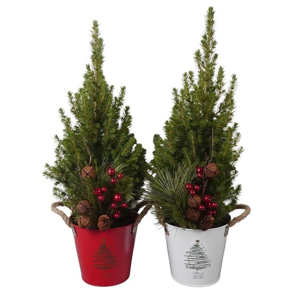 Christmas Conica - 15cm Zinc Pot