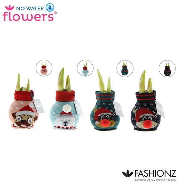 Hippeastrum Waxz 'Fashionz Silly'