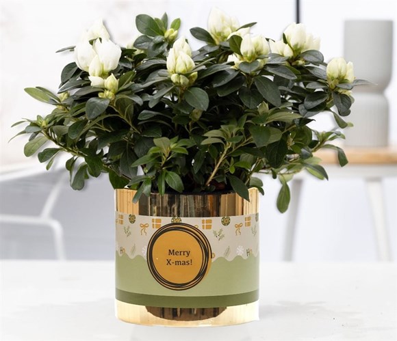 Azalea simsii white(Pure)