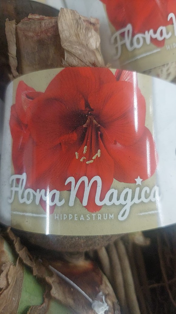 Hippeastrum Red
