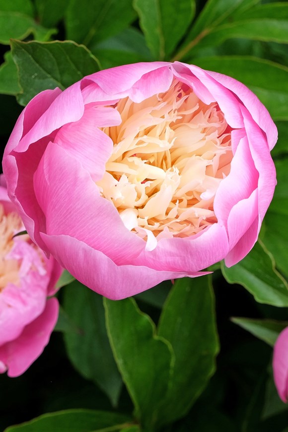 Paeonia  lactiflora ‘Bowl of Beauty‘