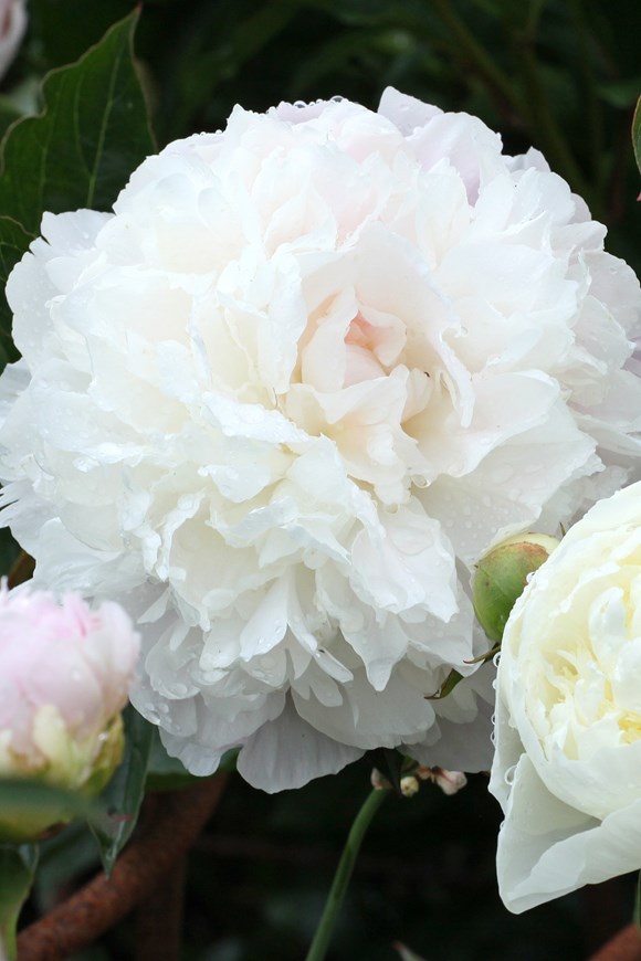 Paeonia ‘Duchesse de Nemours‘