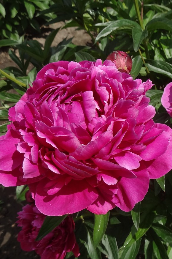 Paeonia ‘Karl Rosenfield‘