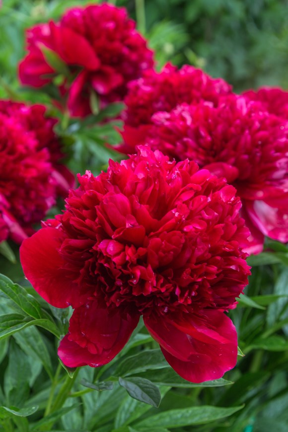 Paeonia 'Red Charm'