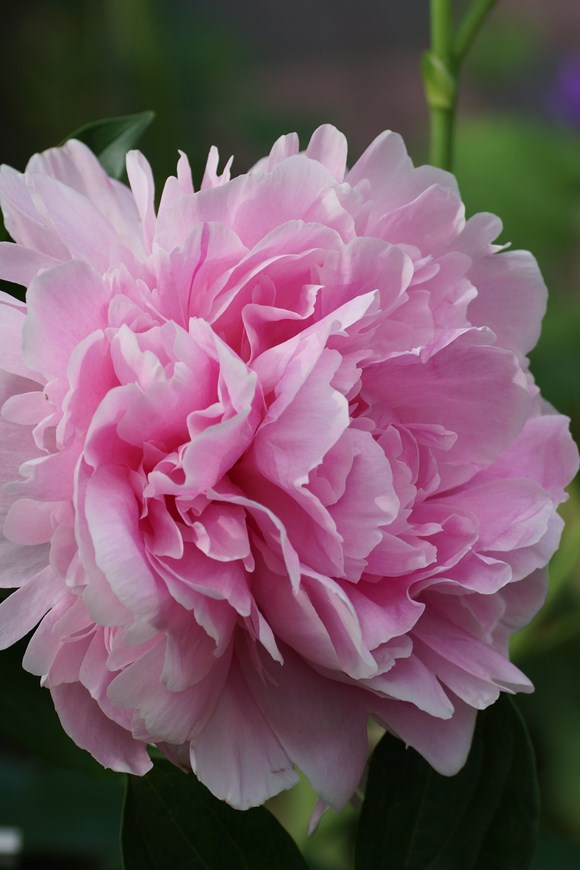 Paeonia 'Sarah Bernhardt‘