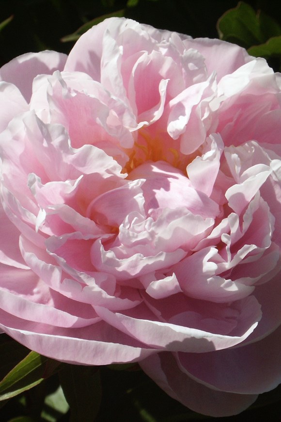 Paeonia 'Alexandra Duff'