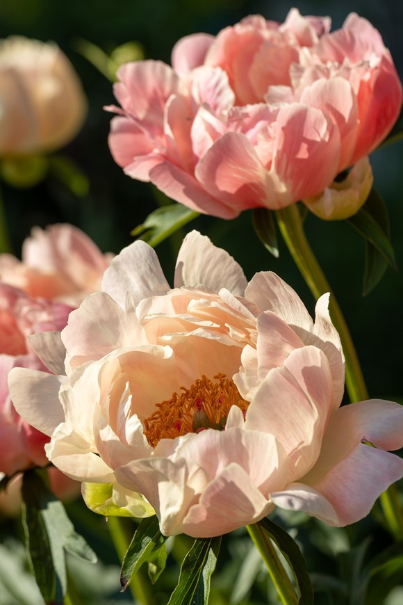 Paeonia 'Coral Sunset'