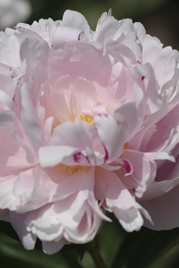 Paeonia 'Pecher'