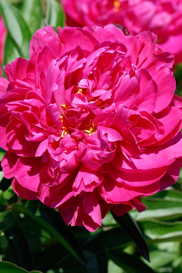 Paeonia 'Kansas'