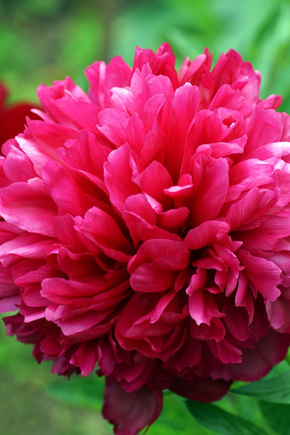 Paeonia 'Many Happy Returns'