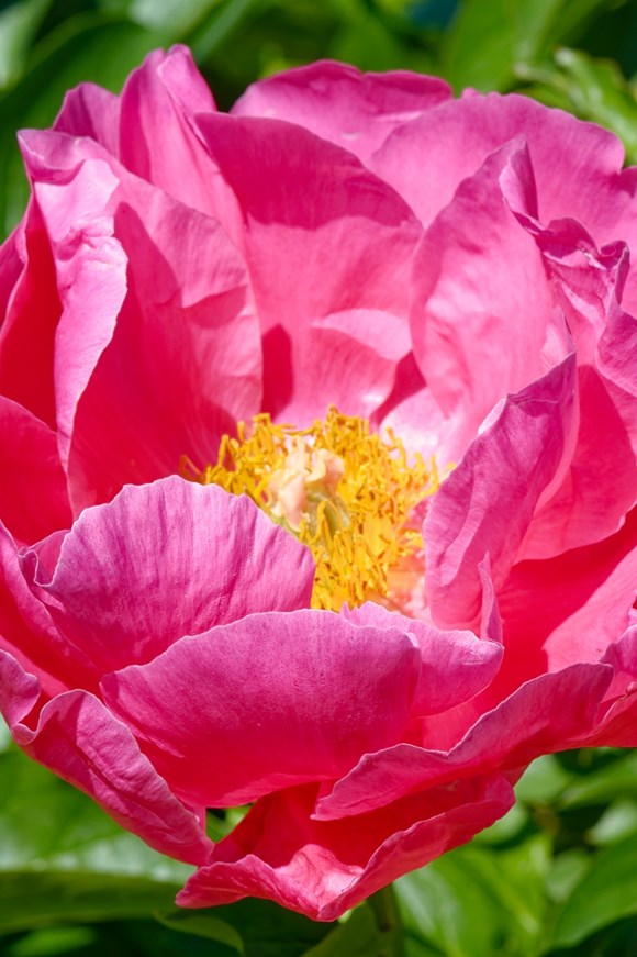 Paeonia 'Paula Fay'