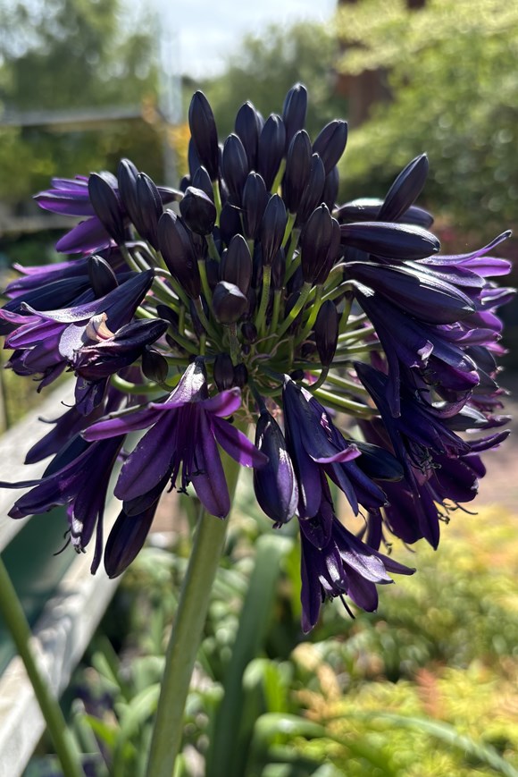 Agapanthus Black Buddhist