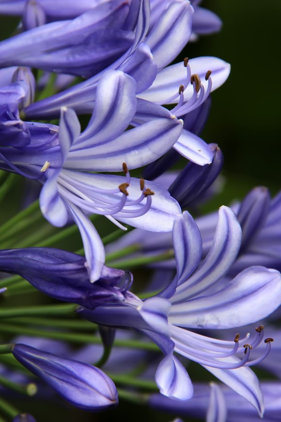 Agapanthus Donau