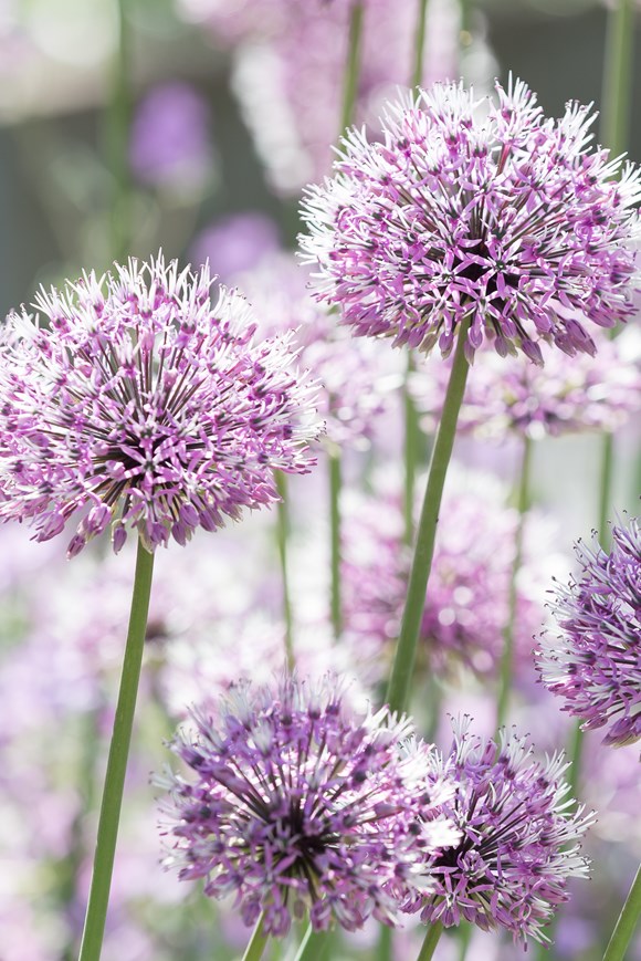 Allium summer beauty