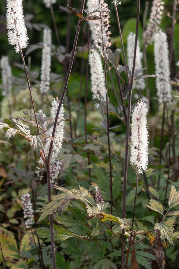 Actaea Silver Dance