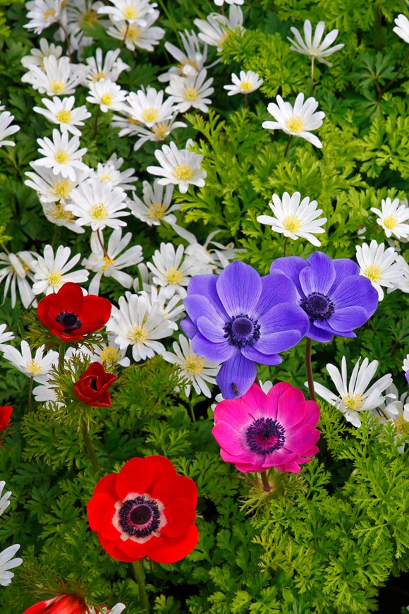 Anemone De Caen