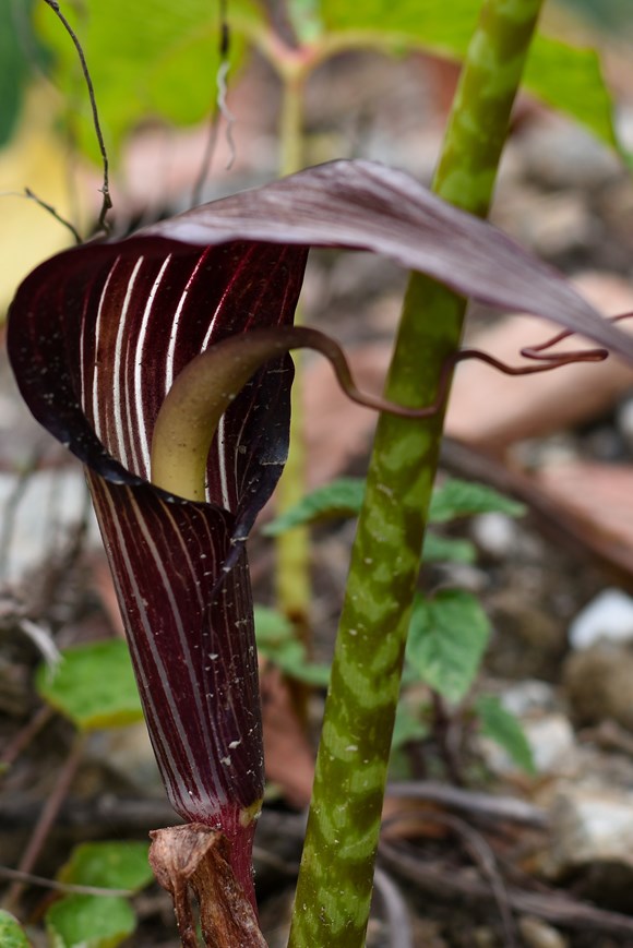 Arisaema speciosum