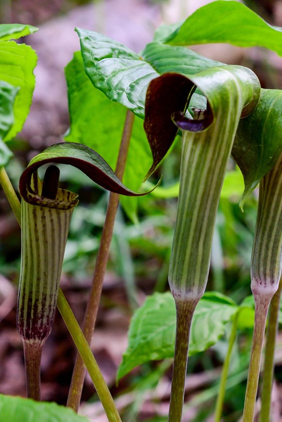 Arisaema concinnum
