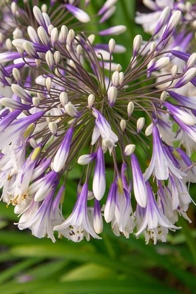 ​Agapanthus Fireworks