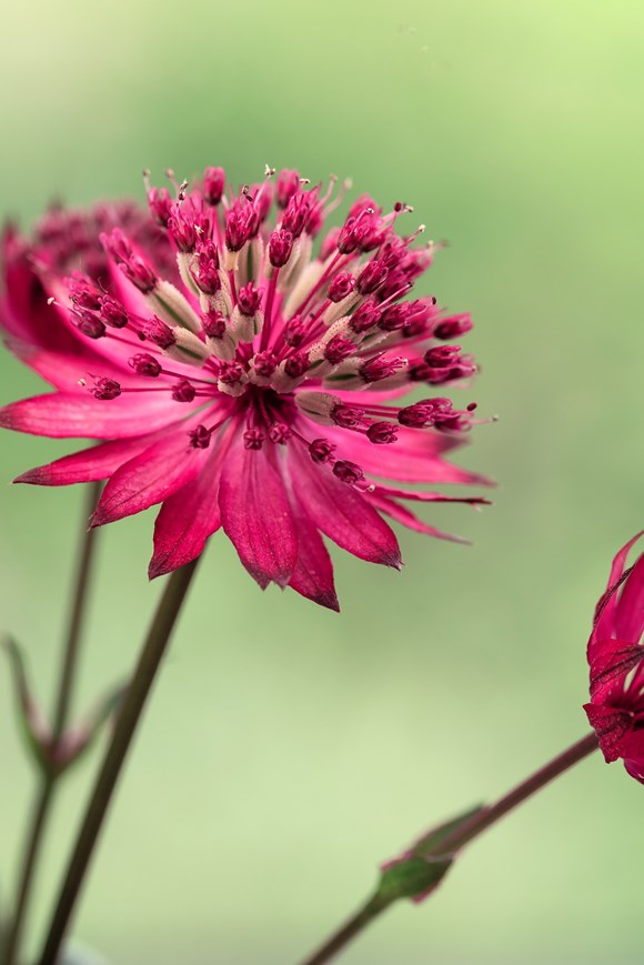 ​Astrantia Sparkling Stars Red