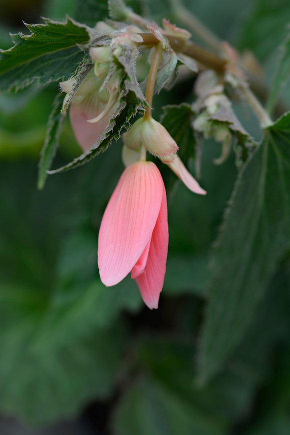 Begonia boliviensis ‘San Francisco’