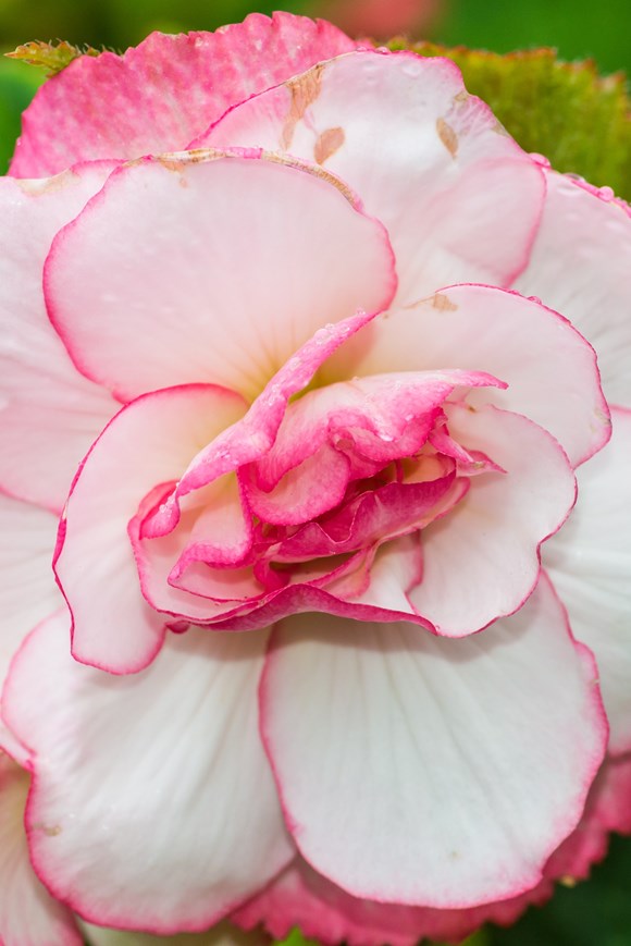 Begonia Bouton de Rose