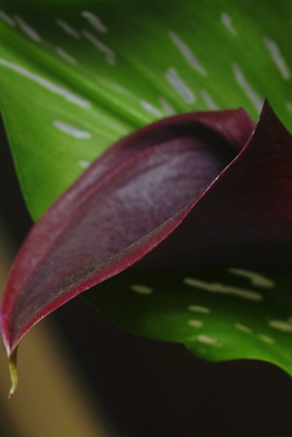 ​Calla Arabian Night