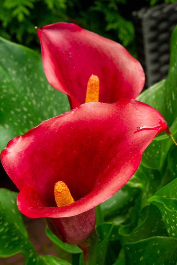 Calla Red Symphony