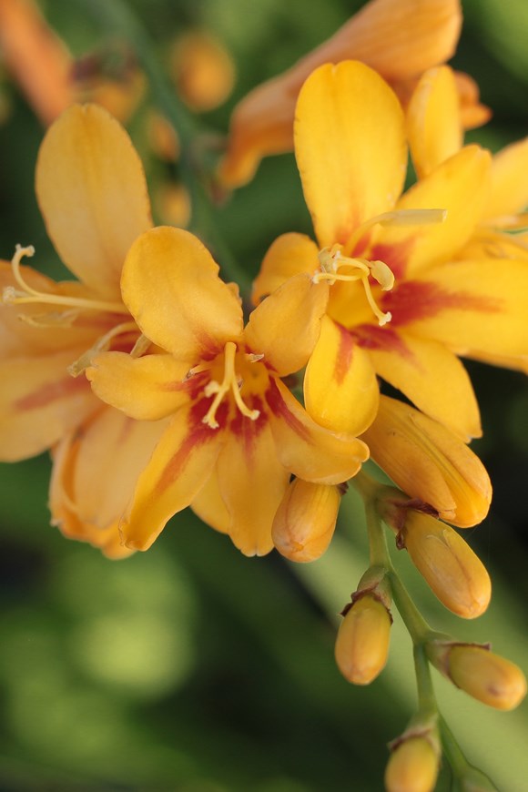 Crocosmia Firestars Hot Spot