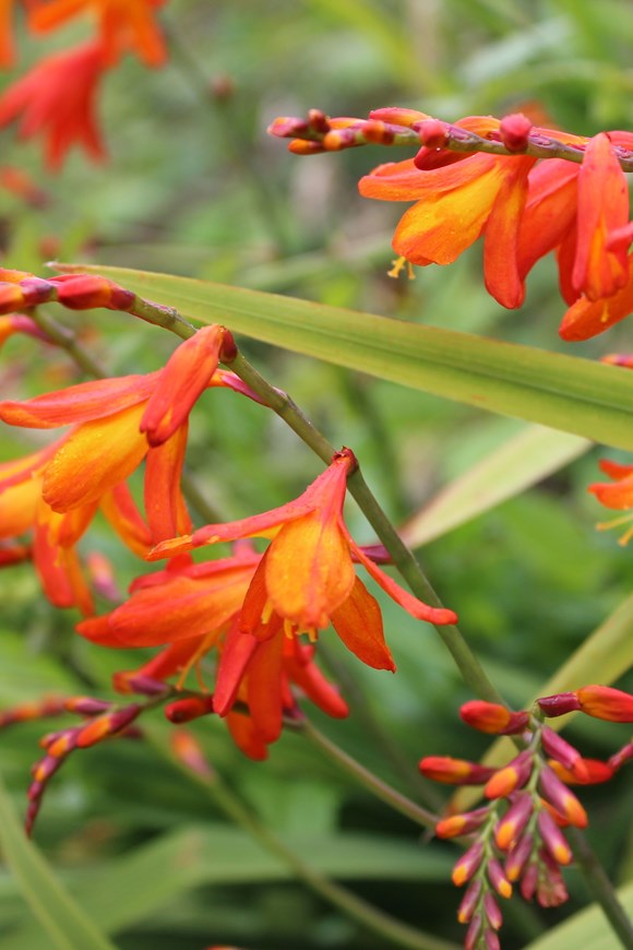 Crocosmia Emberglow