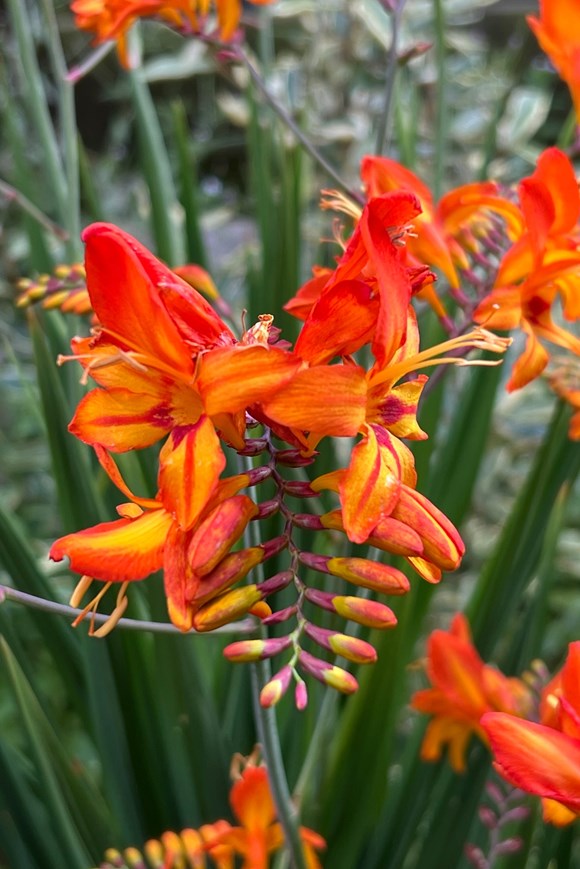 Crocosmia Firestars Firestarter