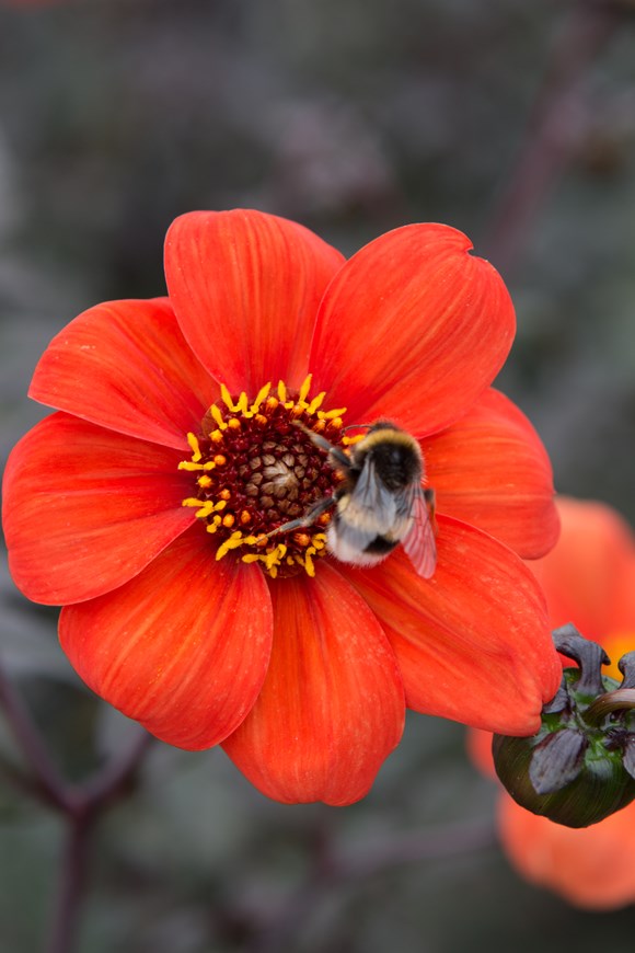Dahlia Bishop of Oxford