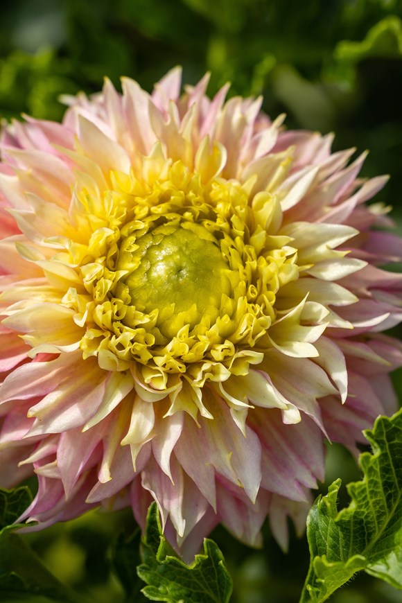 Dahlia Deep Impact