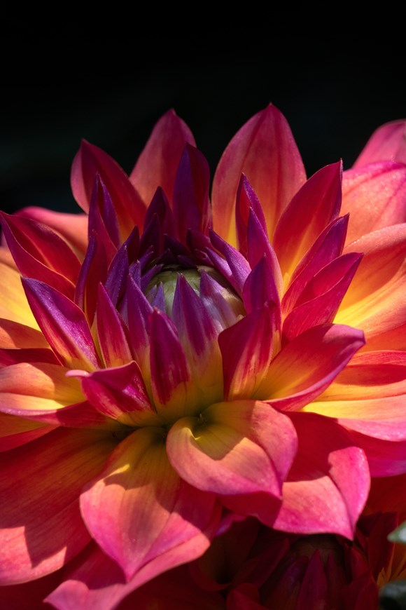 Dahlia Firepot