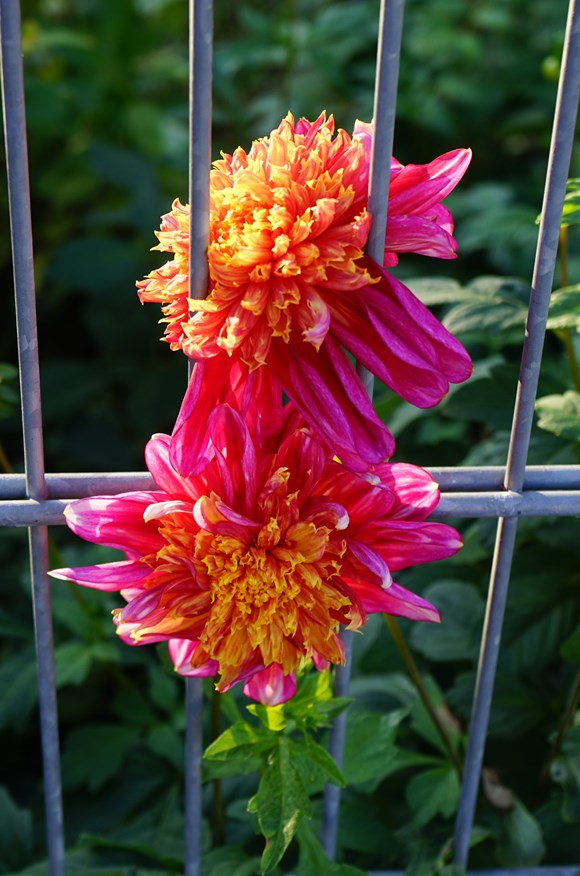 Dahlia Floorinoor