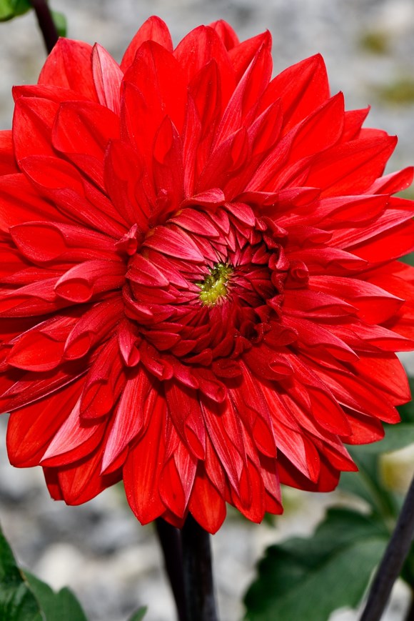 Dahlia Garden Wonder