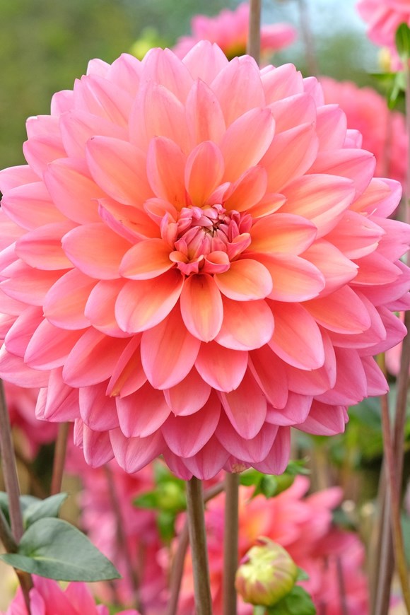 Dahlia Great Silence