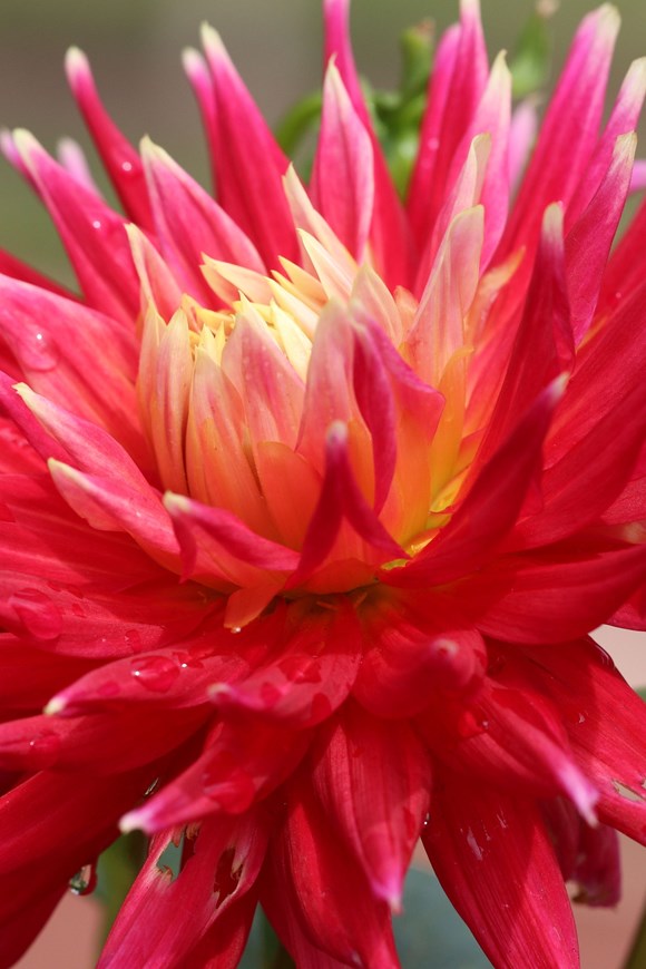 Dahlia Manhatten Island