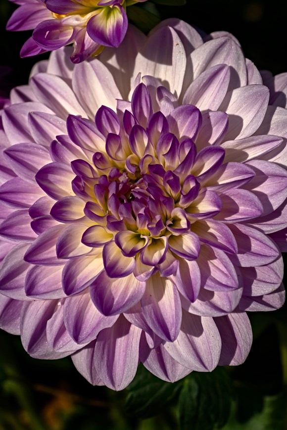Dahlia Mediterranee