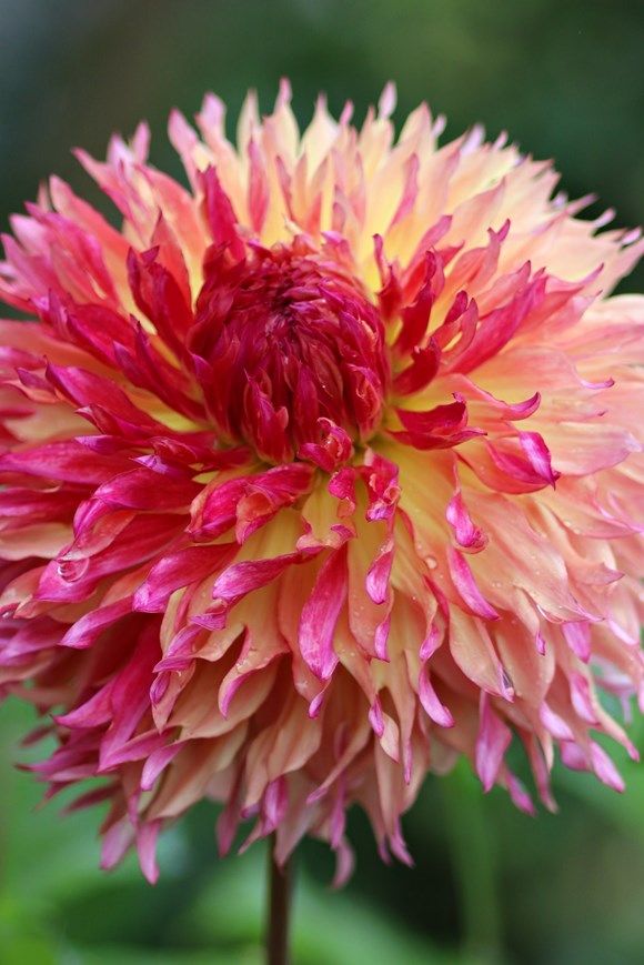 Dahlia Myrtle’s Folly